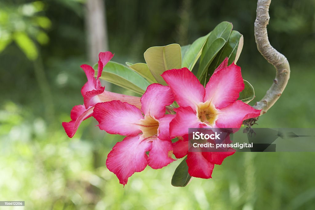 Тропический цветок с мягкой boke - Стоковые фото Без людей роялти-фри