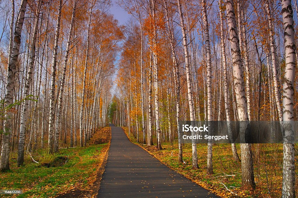 Wunderschöne Herbstliche Landschaft - Lizenzfrei Ast - Pflanzenbestandteil Stock-Foto