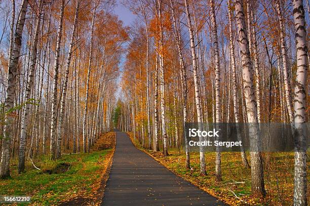 Wunderschöne Herbstliche Landschaft Stockfoto und mehr Bilder von Ast - Pflanzenbestandteil - Ast - Pflanzenbestandteil, Baum, Baumbestand