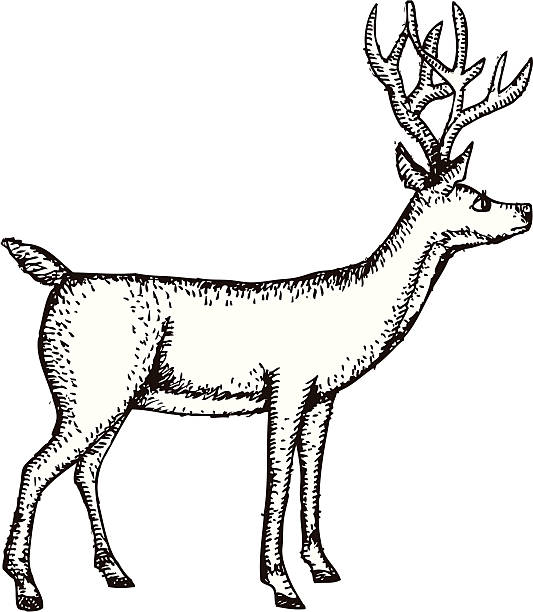 Reindeer etching. vector art illustration