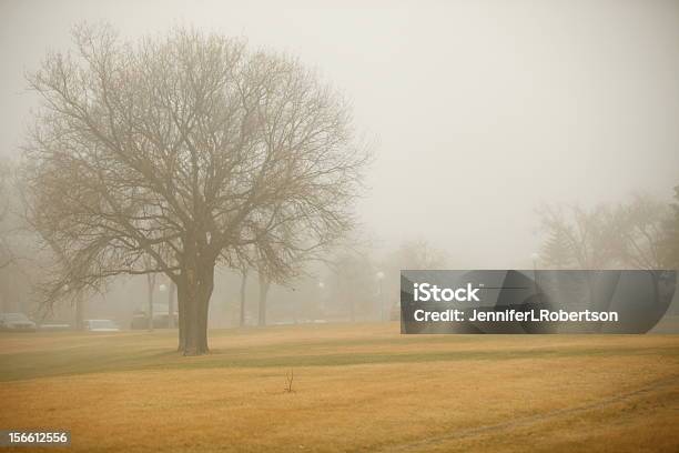 Photo libre de droit de Arbre Solitaire banque d'images et plus d'images libres de droit de Arbre - Arbre, Automne, Brouillard