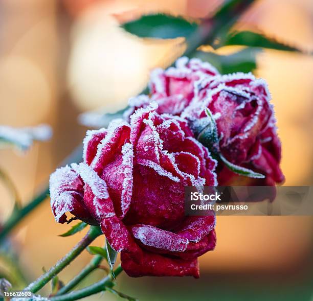 Rose Pokryte Hoarfrost - zdjęcia stockowe i więcej obrazów Bez ludzi - Bez ludzi, Chłodny, Cierń