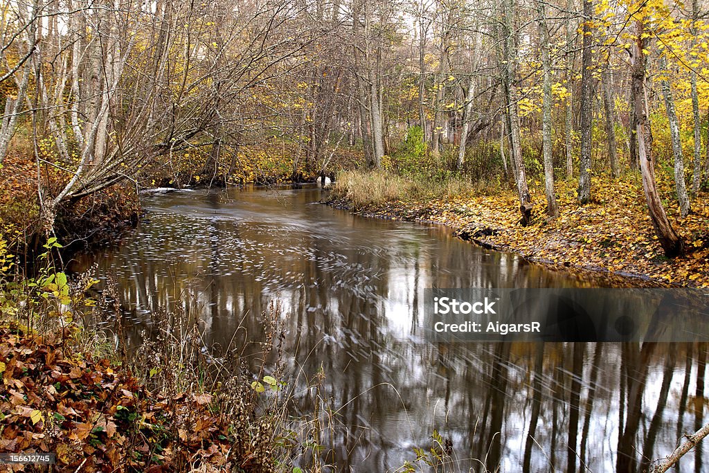 Río en el bosque - Foto de stock de Agua libre de derechos