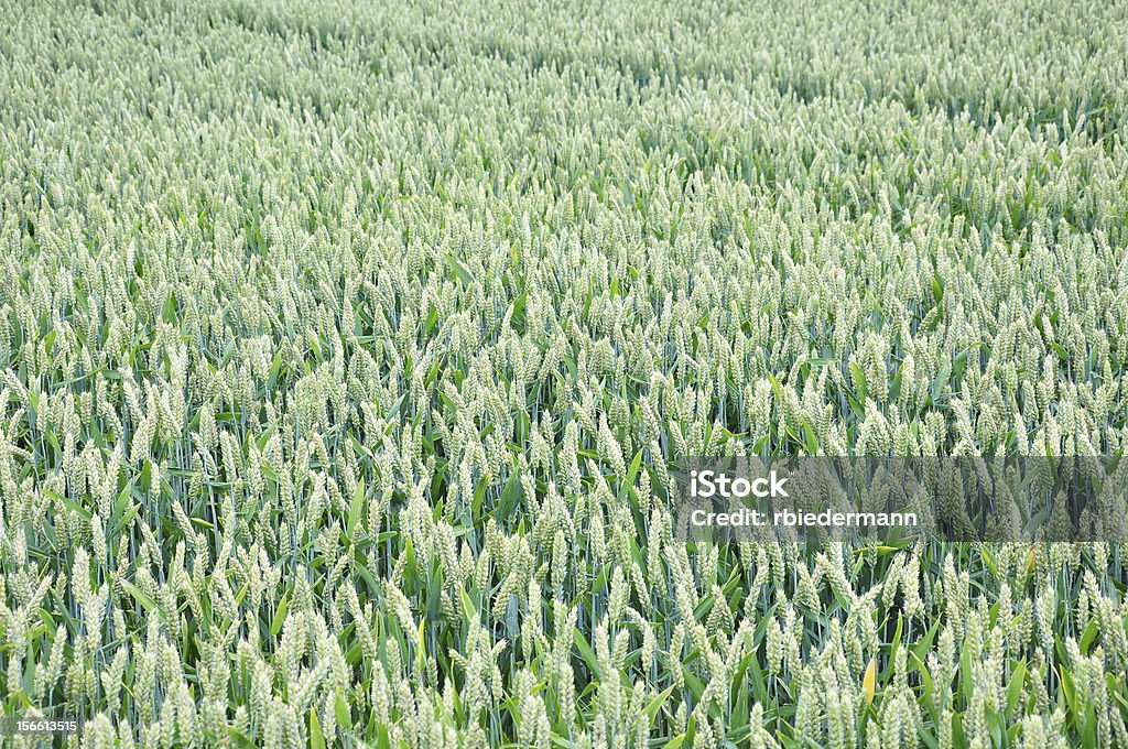 小麦のフィールド（Triticum aestivum ) - とげのあるのロイヤリティフリーストックフォト