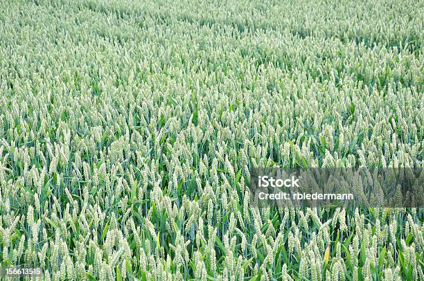 Пшеничное Поле — стоковые фотографии и другие картинки Без людей - Без людей, Выращиваемый, Горизонтальный
