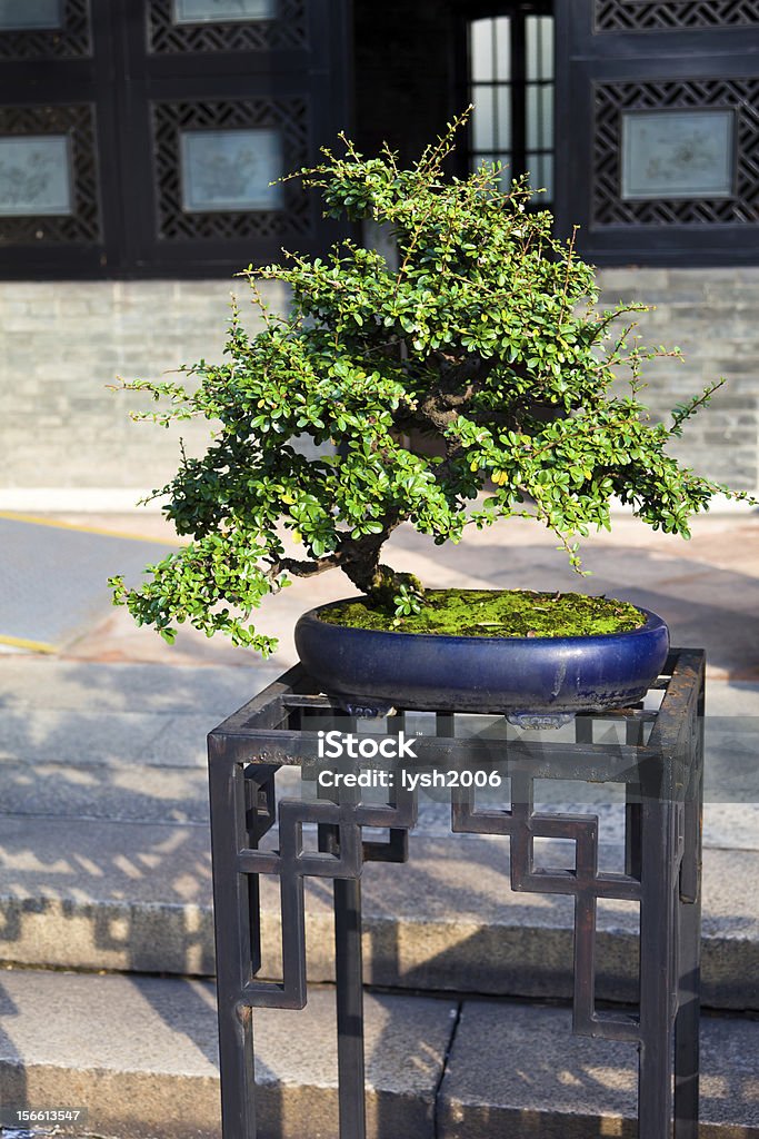 중국 bonsai - 로열티 프리 0명 스톡 사진
