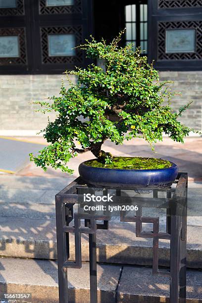 중국 Bonsai 0명에 대한 스톡 사진 및 기타 이미지 - 0명, 강철, 문화