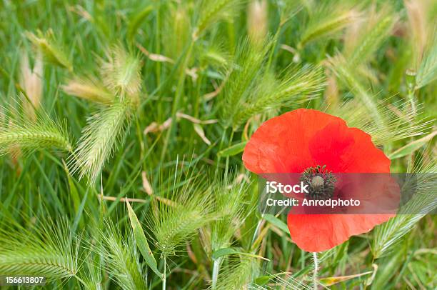가시양귀비 0명에 대한 스톡 사진 및 기타 이미지 - 0명, 곡초류, 꽃-식물