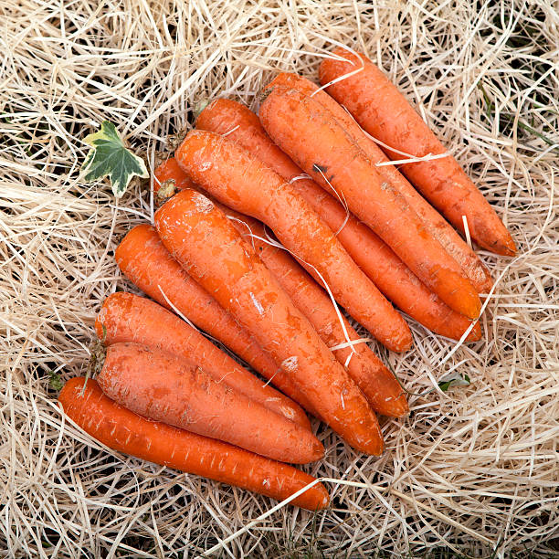 fresh carrots stock photo