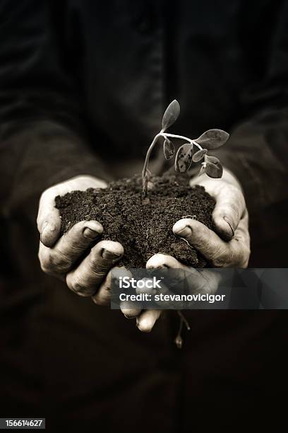 Abgestorbene Pflanze In Händen Des Landwirtschaftlichen Beruf Stockfoto und mehr Bilder von Abgestorbene Pflanze