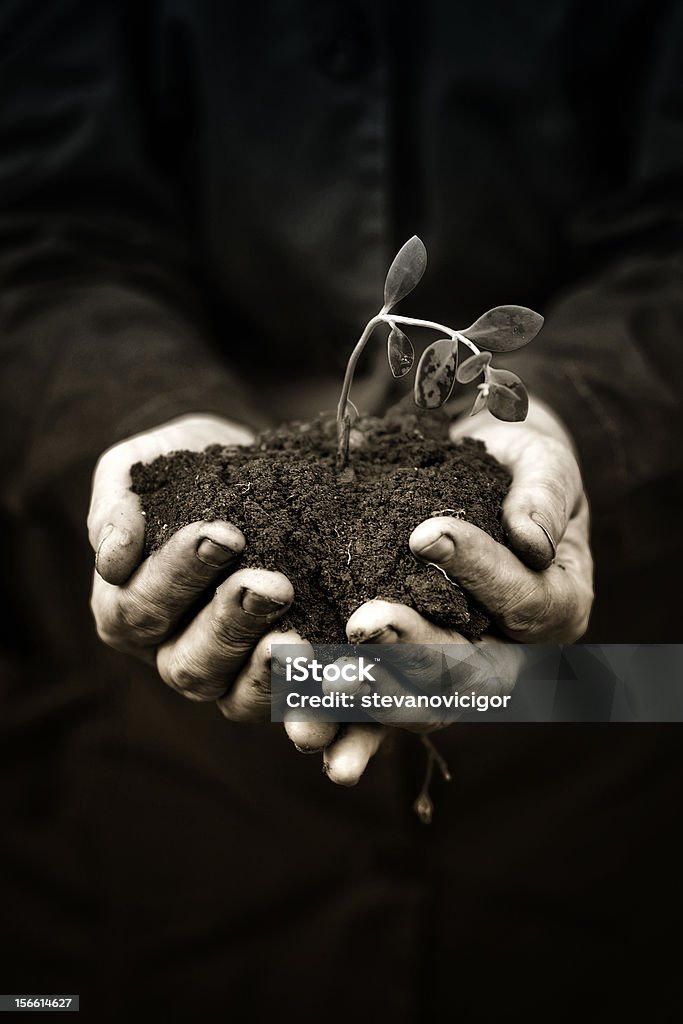 Végétation morte dans les mains de travailleur agricole - Photo de Adulte libre de droits