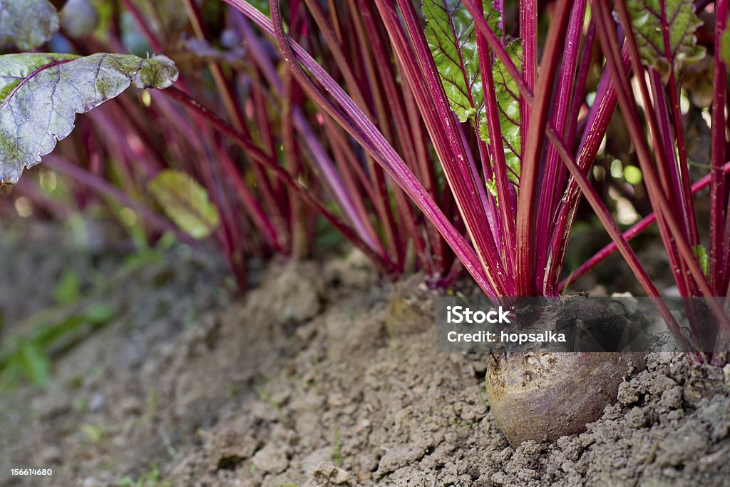 Rote Beete im Gemüsegarten - Lizenzfrei Agrarbetrieb Stock-Foto