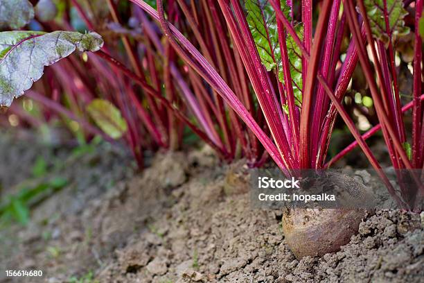 Rote Beete Im Gemüsegarten Stockfoto und mehr Bilder von Agrarbetrieb - Agrarbetrieb, Agrarland, Blatt - Pflanzenbestandteile