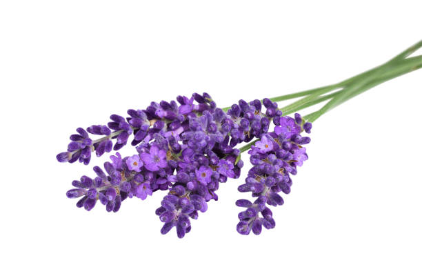istock Lavender flowers bunch lying horizontally with selective focus isolated cutout 1566149858