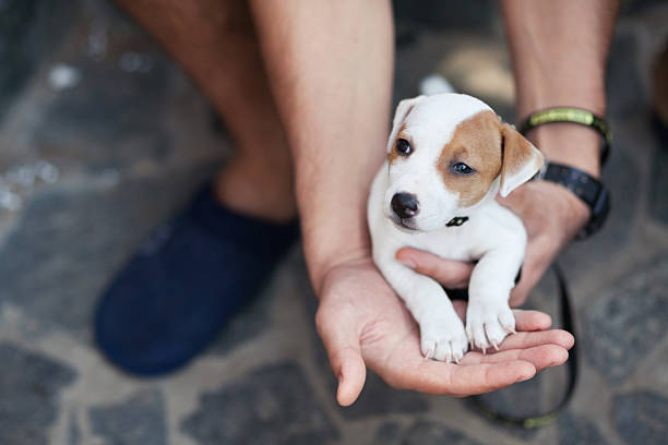 istock Jack Russell Terrier for a walk 156615398