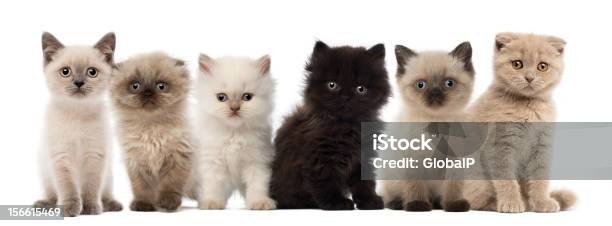 Gruppe Von Britischen Shorthair Und Longhair Kätzchen Sitzt Stockfoto und mehr Bilder von Hauskatze