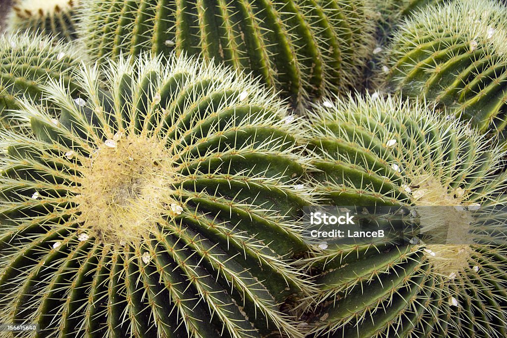 Cactus - Foto stock royalty-free di Ago - Parte della pianta