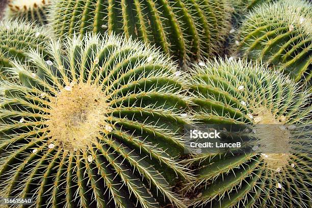 Cactus - Fotografie stock e altre immagini di Ago - Parte della pianta - Ago - Parte della pianta, Angolo acuto, Appuntito
