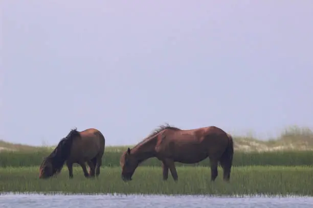 Horses graze the wetland grasses of Carrot Island near Beaufort, North Carolina.