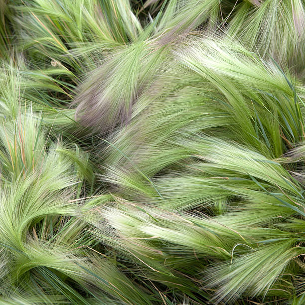 Foxtail Barley (Hordeum Jubatum) stock photo