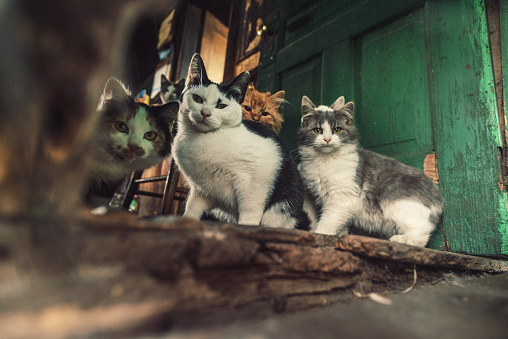 A family of cats stares curiously at the camera.  Shot at high ISO with slight grain.