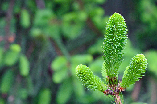 Close up of evergreen / conifer tree.