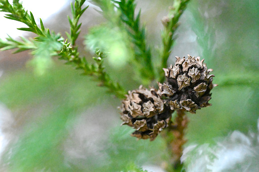 Close up of evergreen tree’s cones.