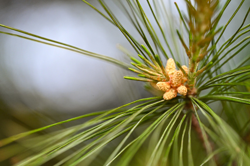 Close up of evergreen tree.