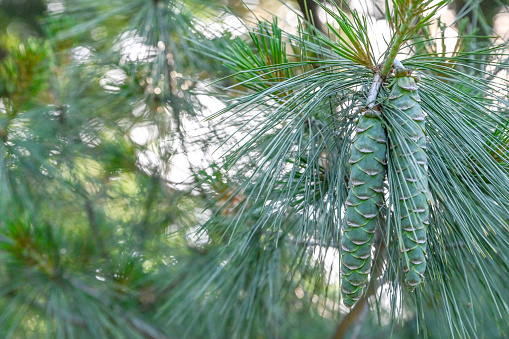 Close up of evergreen tree.