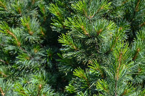Close up of evergreen tree. Full frame.