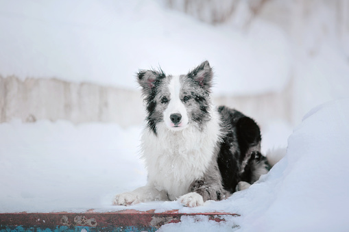 Playful Border Collie dog outdoor at winter. Cold and snowy season