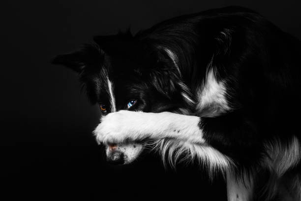 istock Playful border collie showcasing tricks and emotions against a black studio backdrop 1566187420