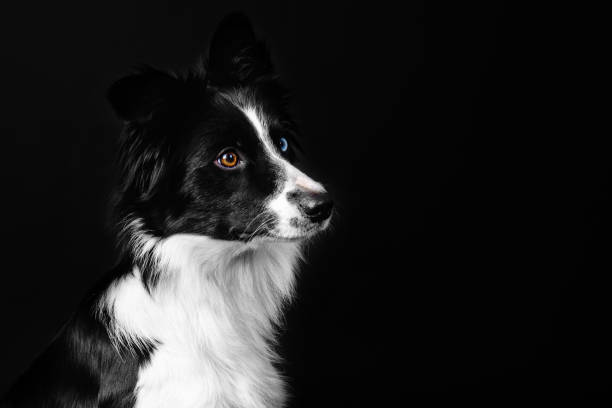 istock Playful border collie showcasing tricks and emotions against a black studio backdrop 1566187429