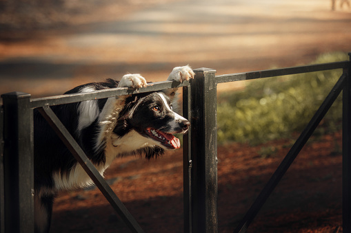 Border Collie dog strolling in the park, enjoying the outdoors with a playful spirit