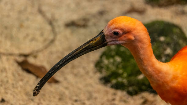 10+ Ibis Rouge Stock Photos and Royalty-Free Pictures - iStock
