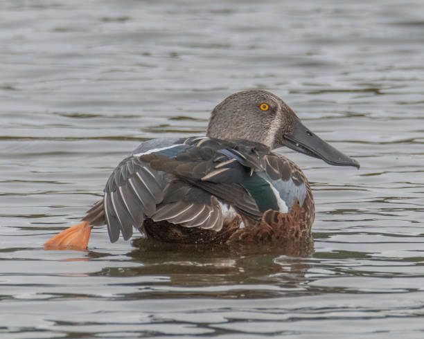 Australasian shoveler duck stretching out (male)