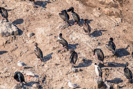 Otago shag / cormorant colony