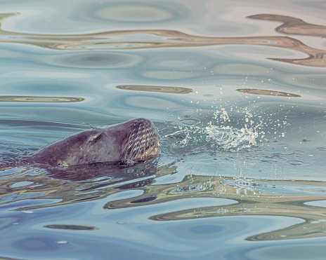 Swimming sea lion spitting water