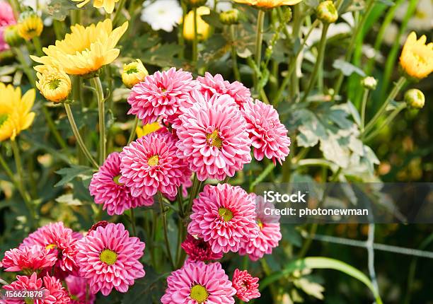 Photo libre de droit de Fleurs De Chrysanthème Rose banque d'images et plus d'images libres de droit de Anthémis - Anthémis, Arbre en fleurs, Beauté de la nature