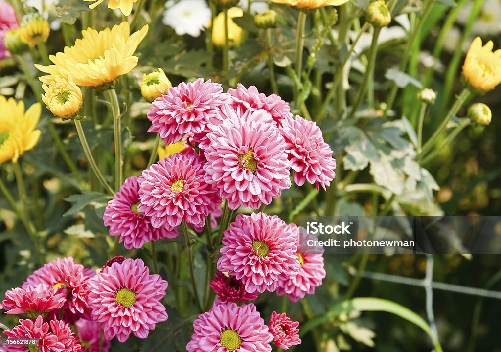 Flores de crisântemo rosa - Foto de stock de Amarelo royalty-free