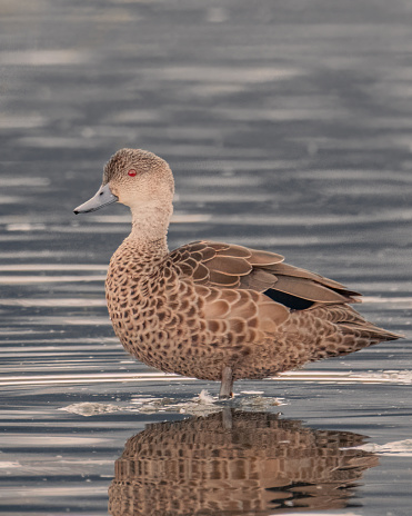Grey teal wading in water inlet during sunset