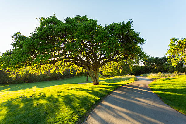 City park with walking path and green zone trees, Beautiful typical summer landscape, Green park in morning, Natural green grass, Beautiful meadow in park