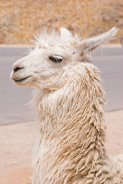 Llama Portrait stock photo