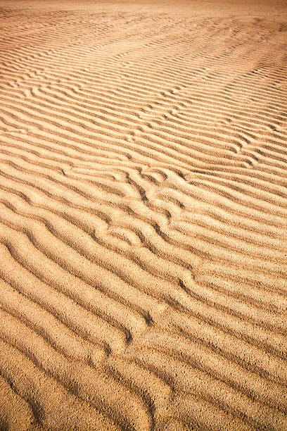 jaune plage - sahara desert coastline wind natural pattern photos et images de collection