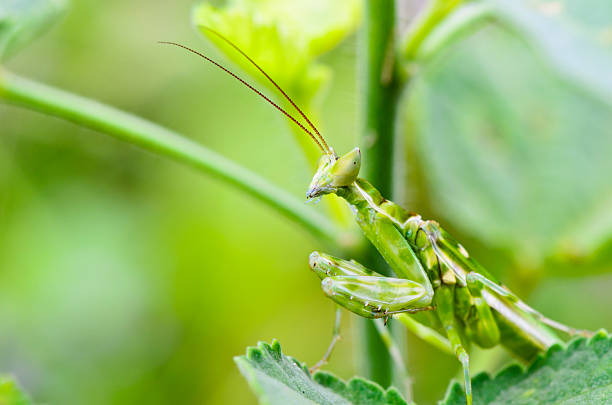 istock Jeweled flower mantis 156622906