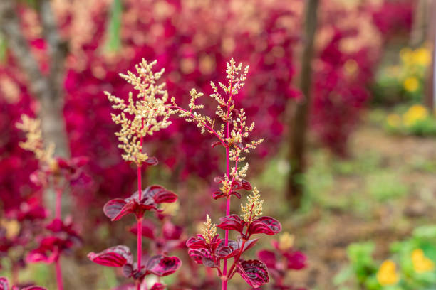Iresine herbstii or Herbst's bloodleaf is a species of flowering plant in the family Amaranthaceae. Some call this plant the chicken gizzard plant. Red Blood Leaf Ornamental Plant.