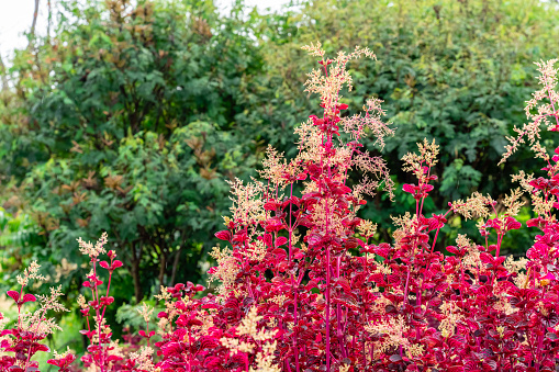 Hamamelis mollis (Zaubernuss) is a winter spring flowering shrub which has highly fragrant flowers and leafless when in bloom.