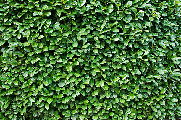 istock Detail of a bush 156623168