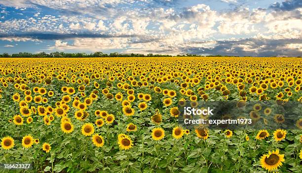 Feld Von Sonnenblumen Und Sonnenuntergang Himmel Stockfoto und mehr Bilder von Baumblüte - Baumblüte, Blatt - Pflanzenbestandteile, Blau