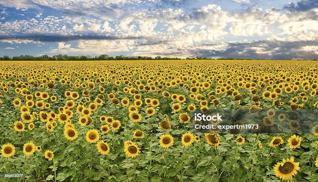 field of sunflowers と夕日のスカイ - カラフルのロイヤリティフリーストックフォト